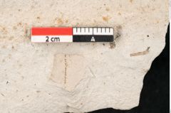 Foto (Detailansicht) von Libocedrus salicornioides Endl. (NHMW-GEO-2024-0188-6748)